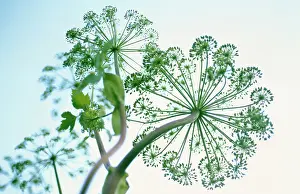 Celery: Angelica