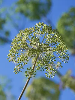 Celery: Angelica