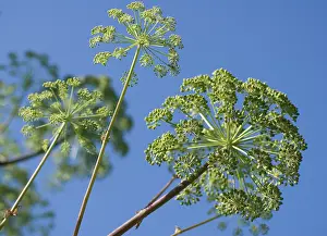 Celery: Angelica