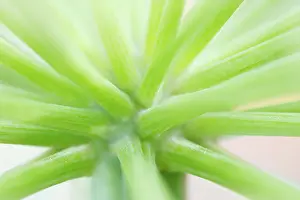 Celery: Angelica
