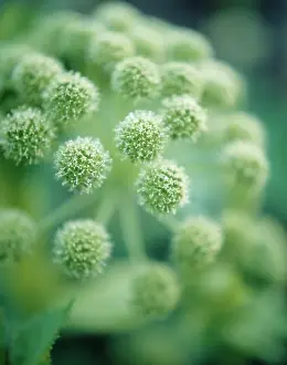 Celery: Angelica