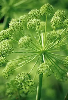 Stems: Angelica