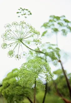 Flavour: Angelica