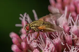 Housefly: Angelica housefly (Phaonia angelicae) on waterweed