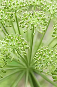 Angelica: Angelica sylvestris, Angelica, wild angelica, Green, Biennia
