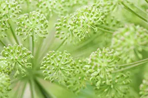 Angelica: Angelica sylvestris, Angelica, wild angelica, Green, Biennia