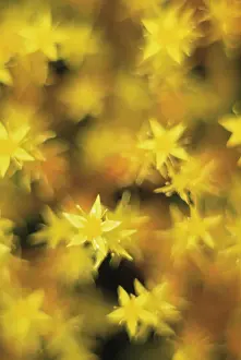 Sedum: Angelinastonecrop
