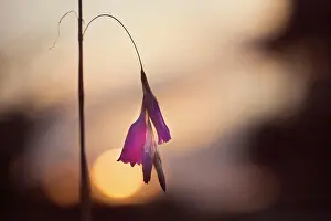 Bells: Angel's fishing rod, Dierama pulcherrimum, A single stem aga