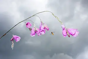 Angels: Angel's Fishing Rod flowers - with approaching