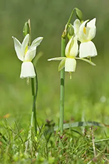 Angels: Angel's Tears - flowers on field