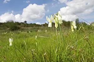 Angels: Angel's Tears - flowers on field