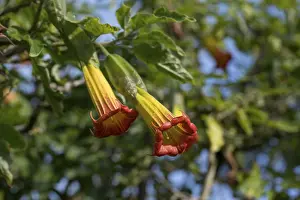 Angels: Angels Trumpets - Isles of Scilly - UK
