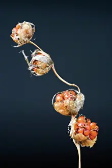 Collected: Angel'sfishingrod