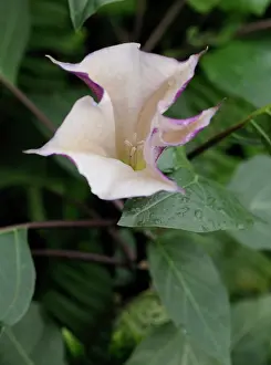 Brugmansia: Angels'trumpets