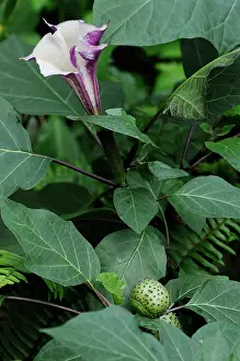 Brugmansia: Angels'trumpets