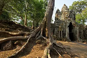 Brian Mcdairmant: Angkor gateway tree roots