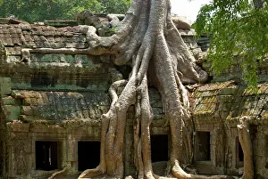 Brian Mcdairmant: Angkor Tree roots cover