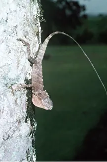 Eric Lindgren: Angle Head Lizard