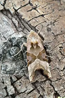 Meticulosa: Angle Shades