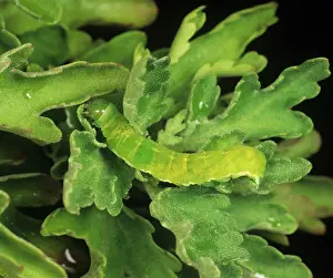 Chrysanthemum: Angle shades caterpillar