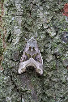 Meticulosa: Angle Shades Moth