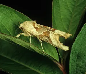 Noctuidae: Angle shades moth