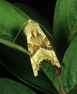Noctuidae: Angle shades moth