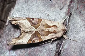 Shades: Angle-shades MOTH