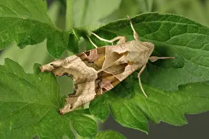 Noctuidae: Angle Shades moth