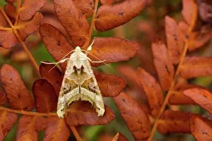Meticulosa: Angle Shades Moth - Autumn