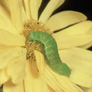 Chrysanthemum: Angle shades moth caterpillar