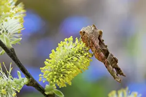 Shades: Angle Shades Moth - on Goat Willow - UK