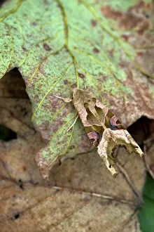 Meticulosa: Angle Shades Moth - on leaf showing camouflage - Summer