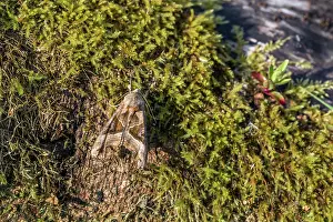 Shades: Angle Shades Moth - on Moss - UK