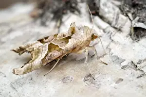 Meticulosa: Angle shades moth, Norfolk UK