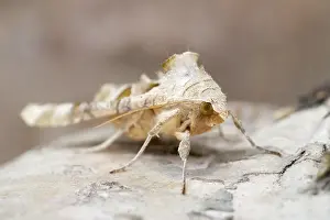 250417: Angle shades moth, Norfolk UK