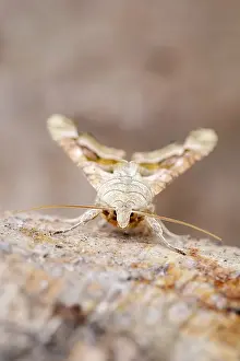 250417: Angle shades moth, Norfolk UK