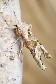 250417: Angle shades moth, Norfolk UK