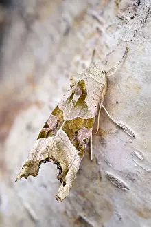 250417: Angle shades moth, Norfolk UK