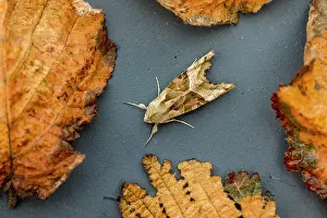 David Chapman: Angle Shades Moth - UK