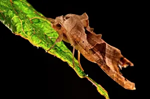 Meticulosa: Angle Shades resting on leaf at night