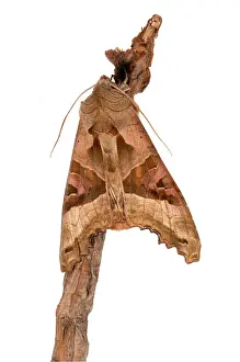 Meticulosa: Angle Shades on white background