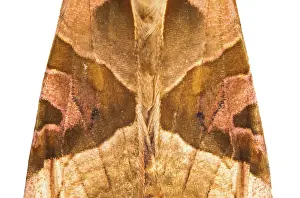 Meticulosa: Angle Shades on white background