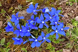 Gentiana: Angled Gentian - in the Lesser Caucasus
