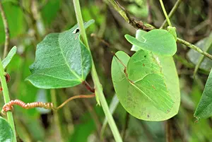 Angled: Angled-Sulphur