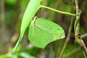 Angled: Angled-Sulphur