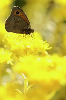 Sedum: Angleina stonecrop, Sedum rupestre Angelina, Meadow brown