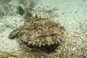 Anglerfish: Angler fish (Lophius piscatorius) lies on sandy
