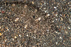 Angler: Angler Flatfish camouflaged on black sand
