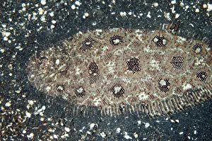 Flatfish: Angler Flatfish camouflaged in black sand
